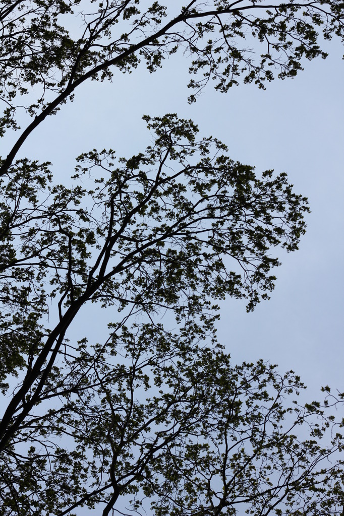 木と空のアート