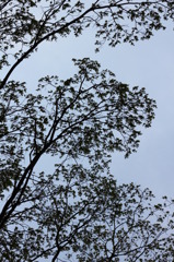 木と空のアート