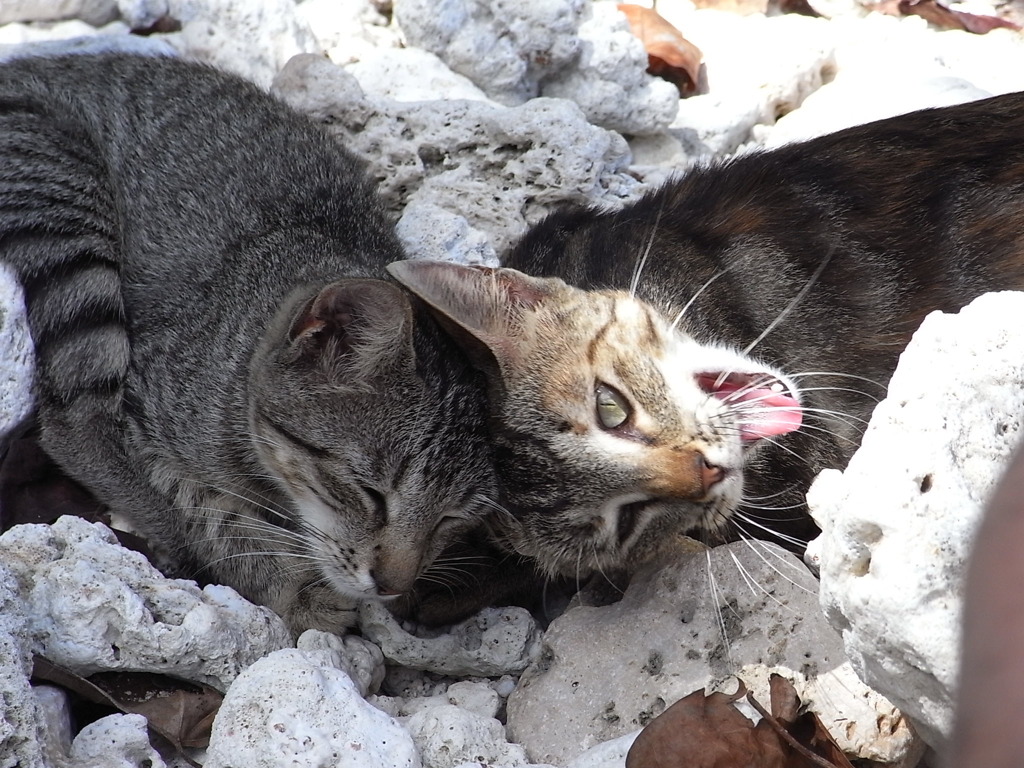 saipan cats