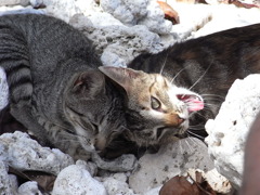saipan cats