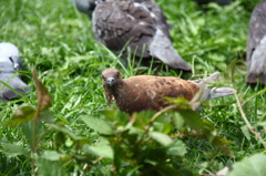 鳩と目が合う時