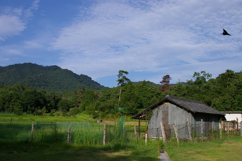 夏のアゲハ