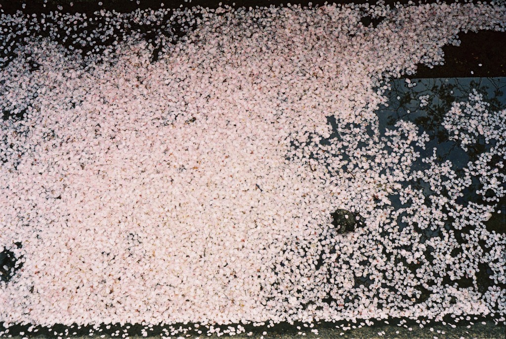 桜の花びら