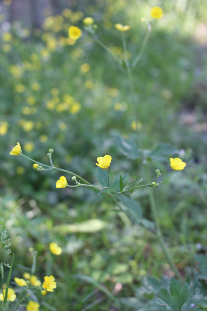 線路沿いの野花