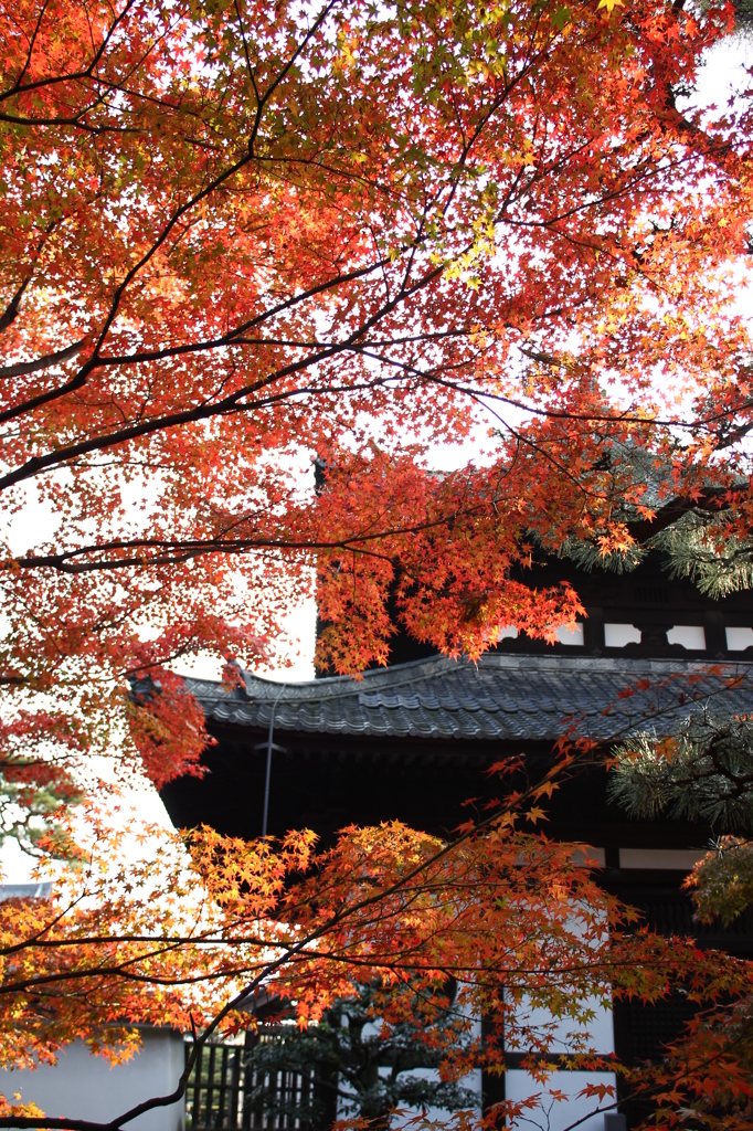 秋の東福寺