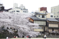 桜の迫力