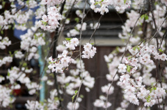 桜桜