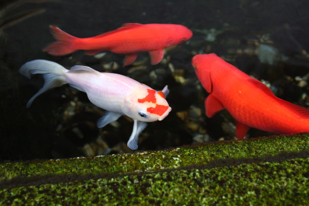 路地の金魚