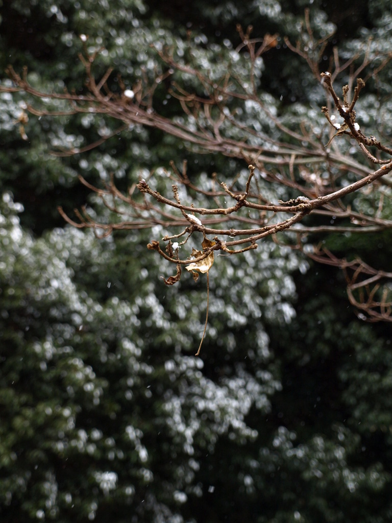 初雪4
