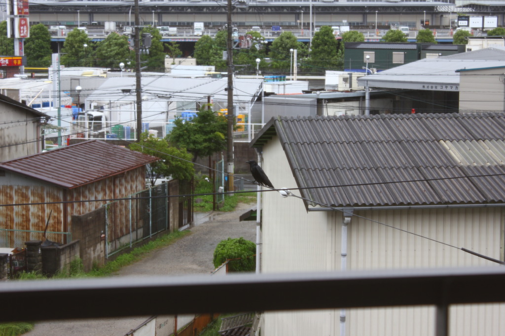 雨の中のカラス