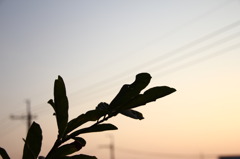 今朝・・今日も暑そう！！