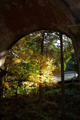 疎水下からのぞくもみじ