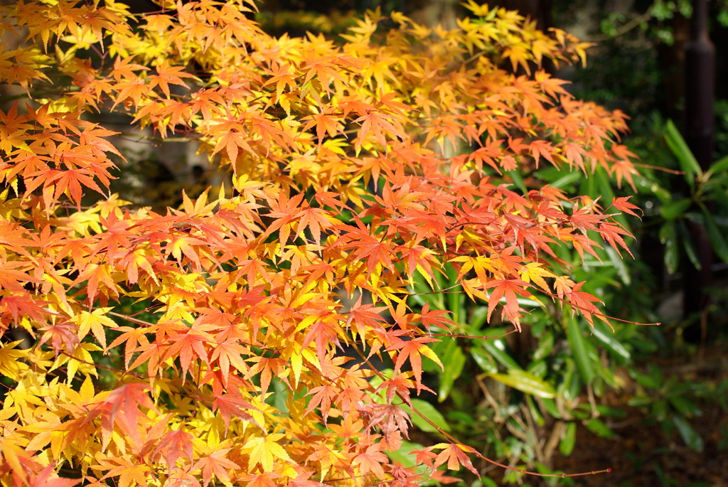 紅葉
