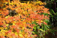 紅葉