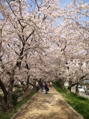 桜並木