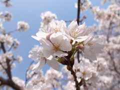 万博の桜