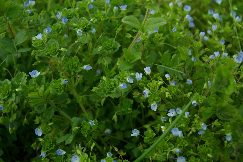 オオイヌノフグリ