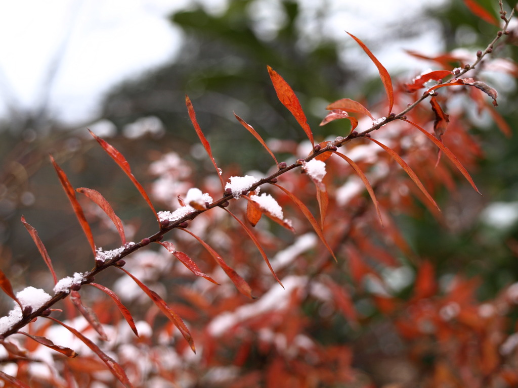 初雪2