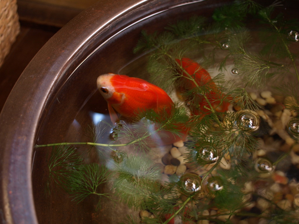 金魚
