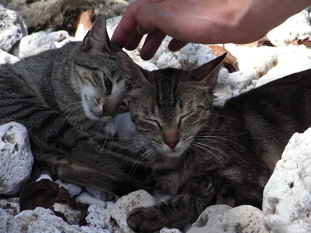 saipan cats