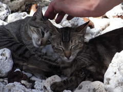 saipan cats