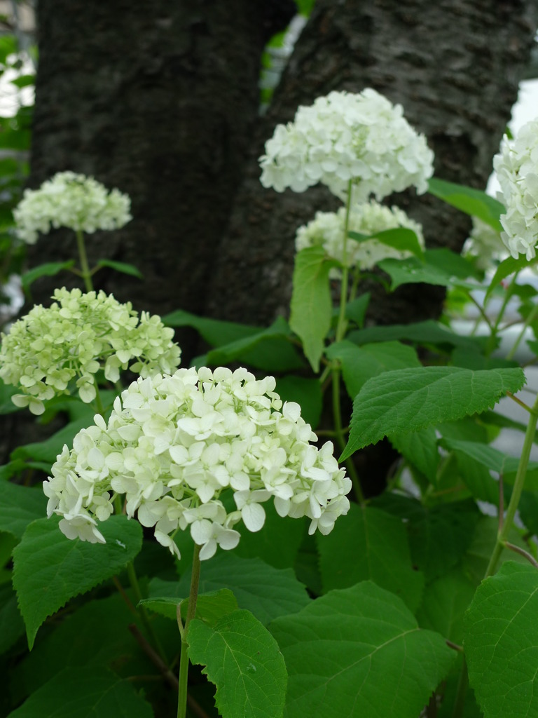 今年のあじさい