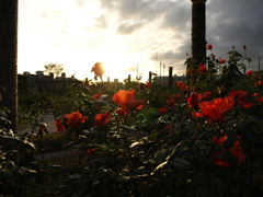 夕暮れのバラ