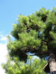 青空に松
