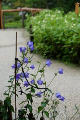 雨の庭の桔梗