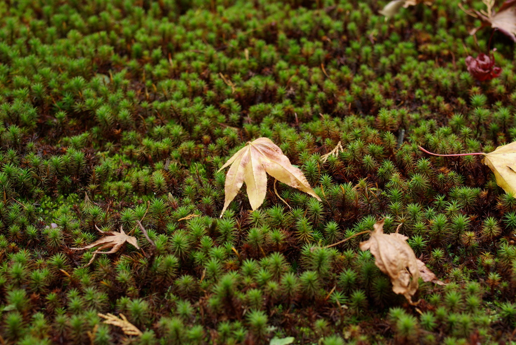 苔と落葉