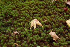 苔と落葉