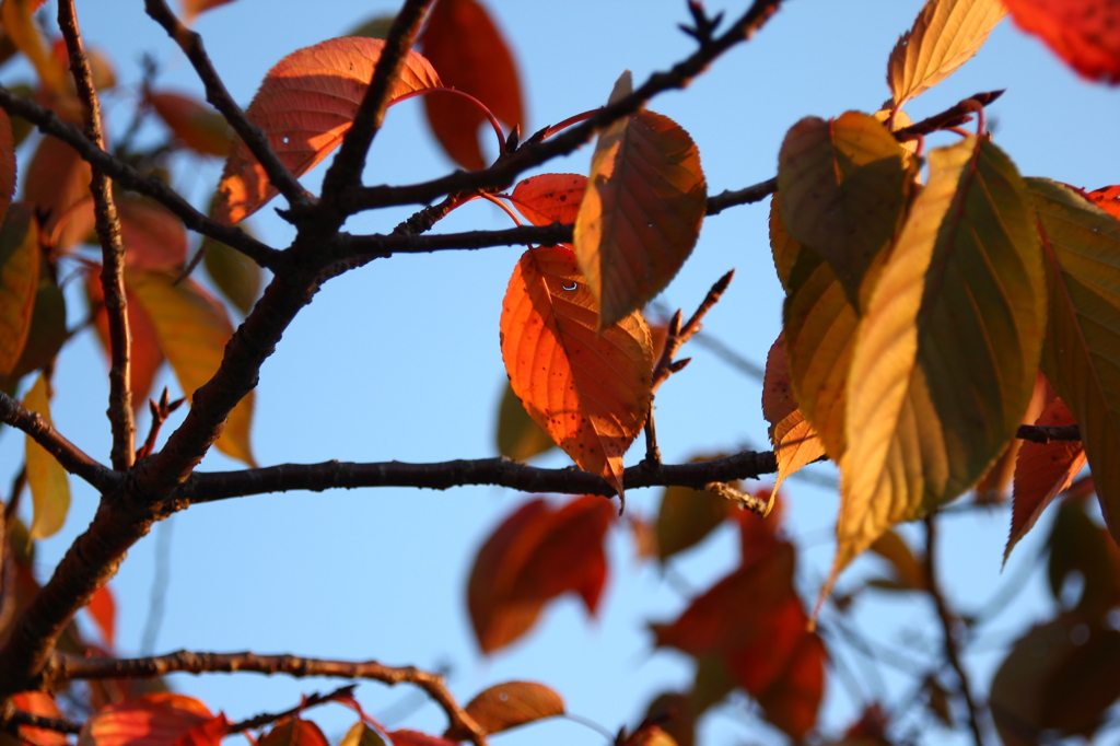夕暮れ空とやや紅葉
