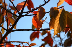 夕暮れ空とやや紅葉