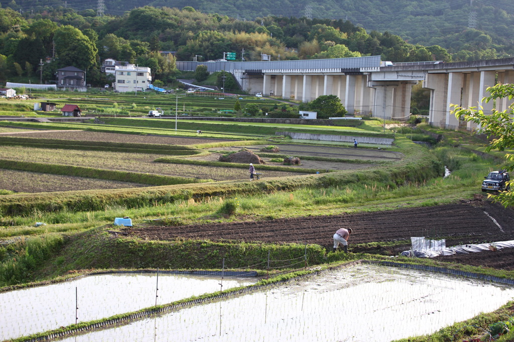 ぼちぼち田植え
