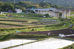 ぼちぼち田植え