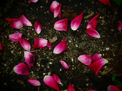 散る花も・・・2
