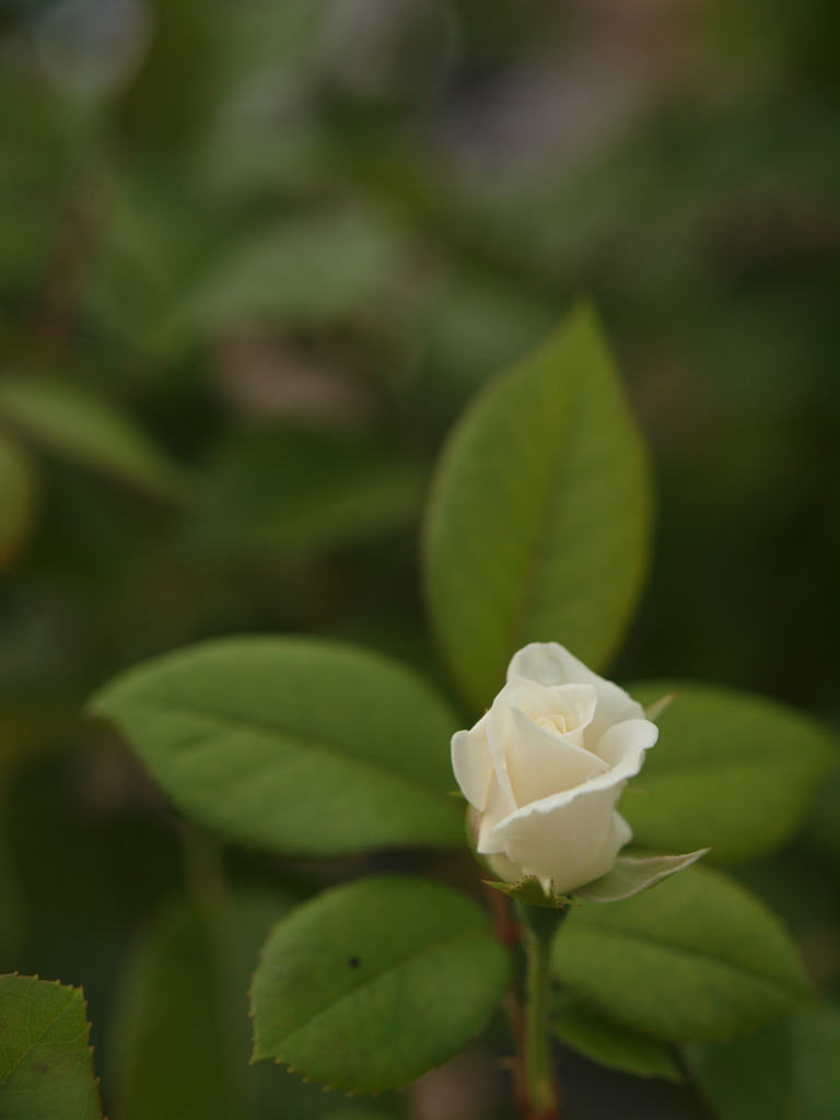 白薔薇