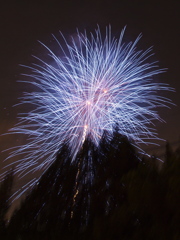 夏の夜の花