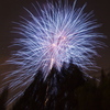 夏の夜の花