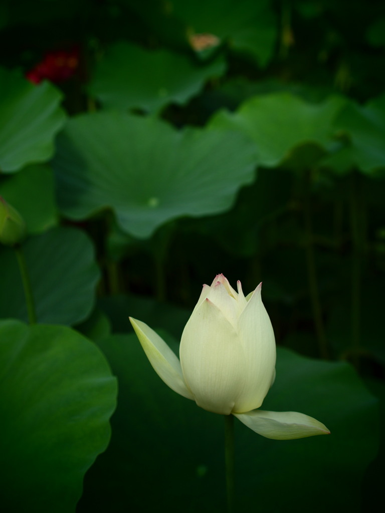 厳かな花