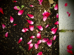 散る花も・・・