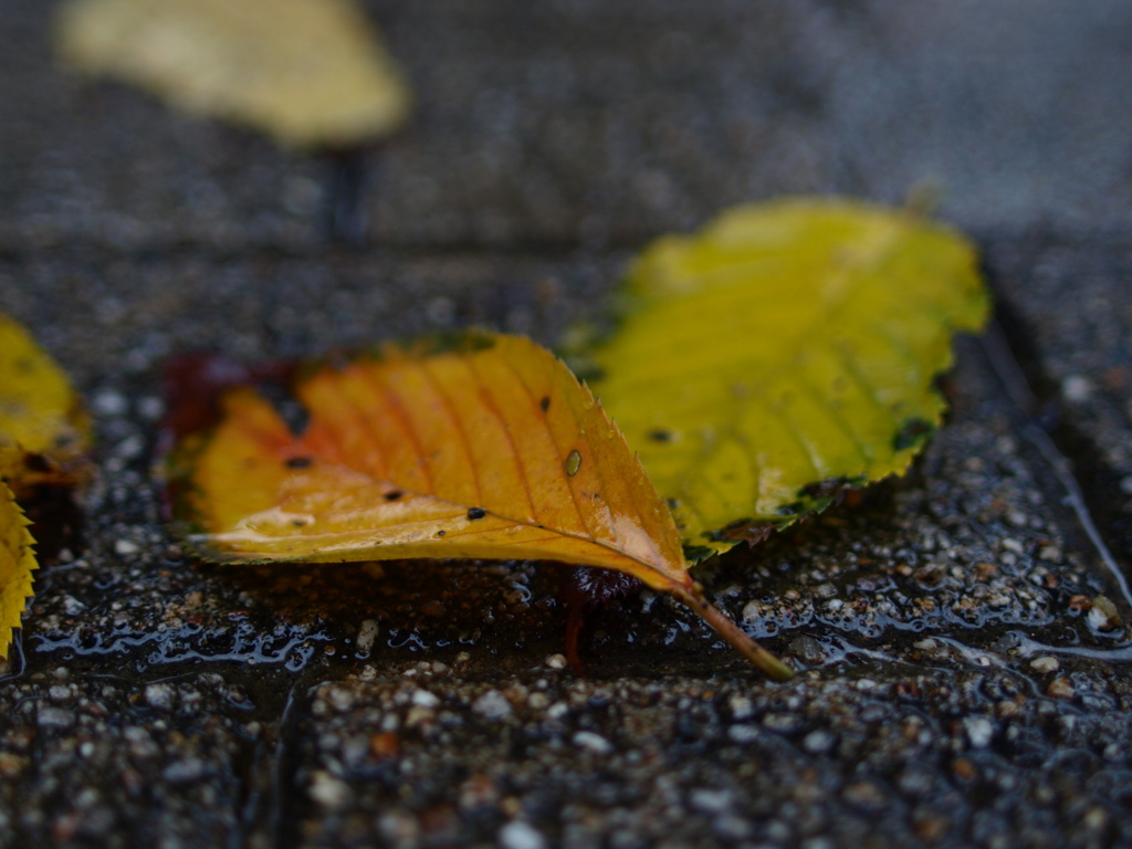 秋雨