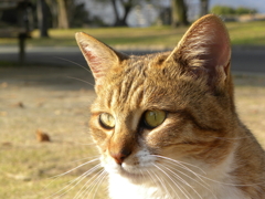 馴れてる猫は得します