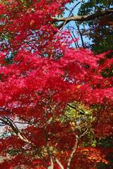 都会の公園 2