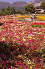 くじゅう花公園