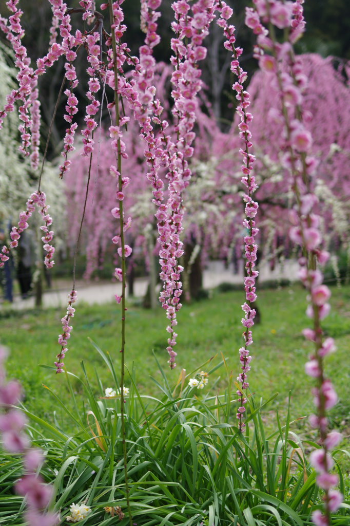 桜より梅が好き