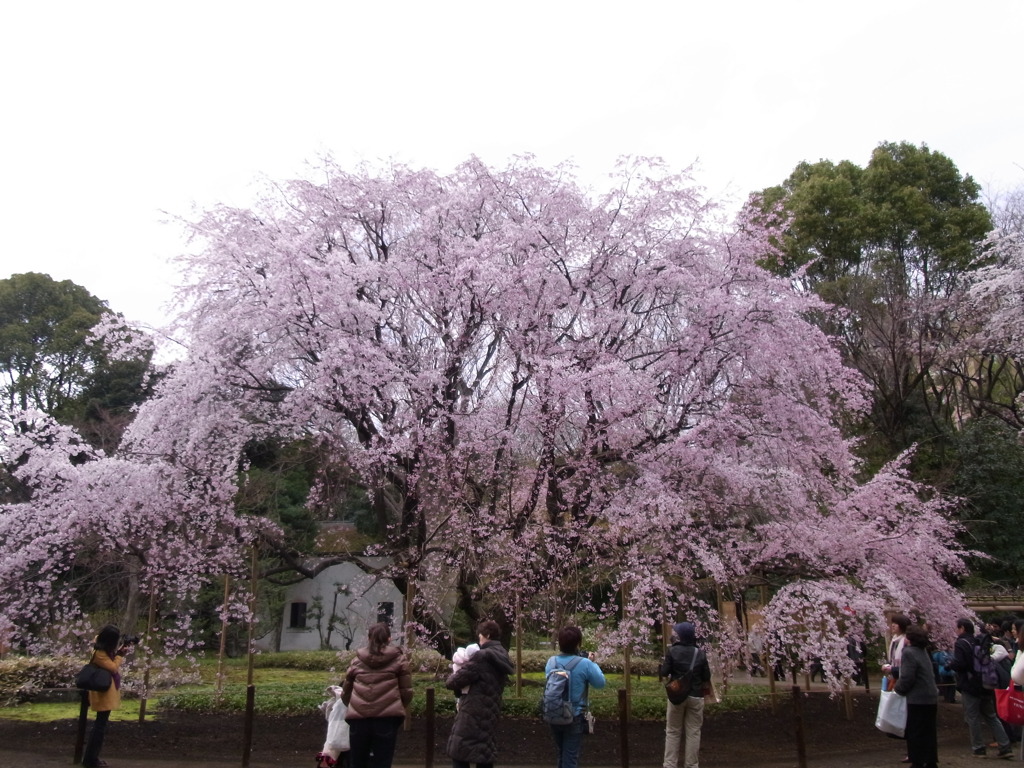 枝垂桜の大木