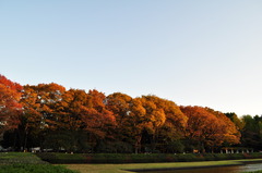 光差し込む紅葉