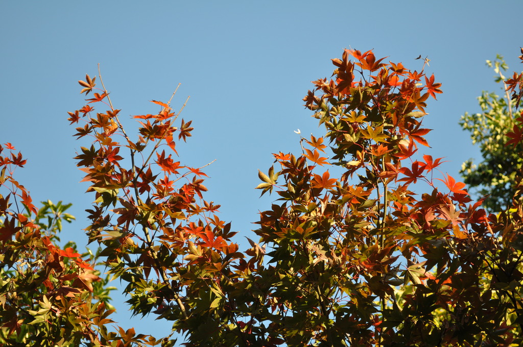 紅葉_091121_2