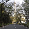 光が丘公園までの道・・・①
